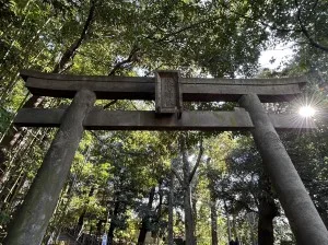 【渋谷氷川神社】渋谷の真ん中に広大な森？｜渋谷地区の最古の神社で良縁を願う癒やし散歩