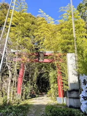 【来宮神社】熱海・来宮神社の初春。大楠の生命力と、竹林に癒やされた一日