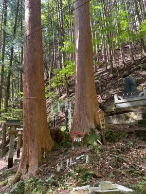 大嶽山那賀都神社、夫婦檜