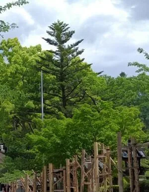 武田神社の三葉の松