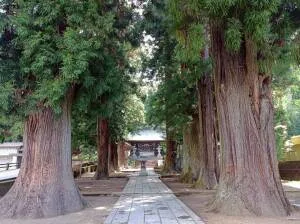 河口浅間神社の参道の杉並木