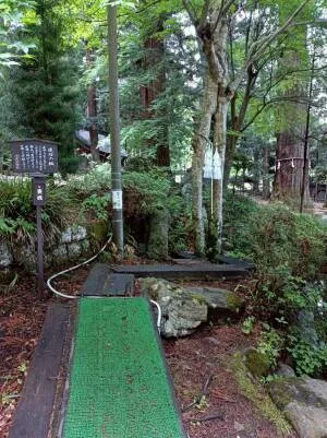 河口浅間神社の縁結びの御神木「連理の楓」