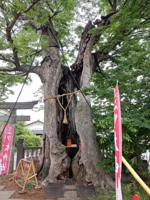 三ツ木神社のご神木「大欅」