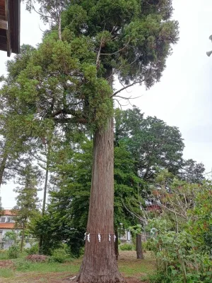 大野神社の御神木