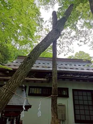 新屋山神社の夫婦木社の1本へと繋がった奇跡の木