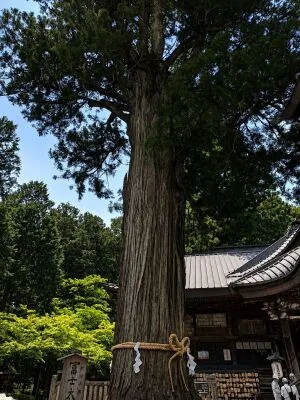 北口本宮冨士浅間神社の冨士太郎杉