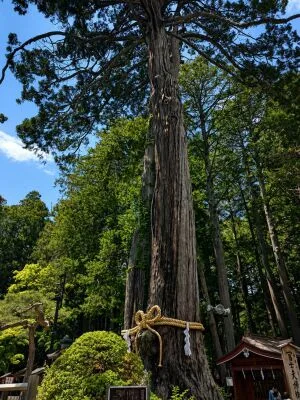 北口本宮冨士浅間神社の冨士夫婦檜