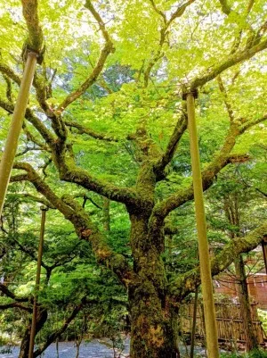 北口本宮冨士浅間神社の七色もみじ