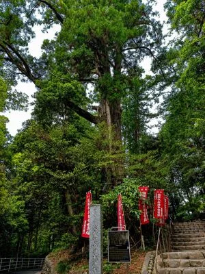 塩船観音寺の大杉