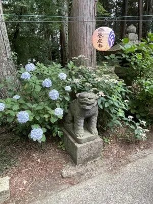 栃木県鹿沼市の磯山神社の参道沿いに佇む狛犬。紫陽花と提灯に囲まれた静かな神社風景